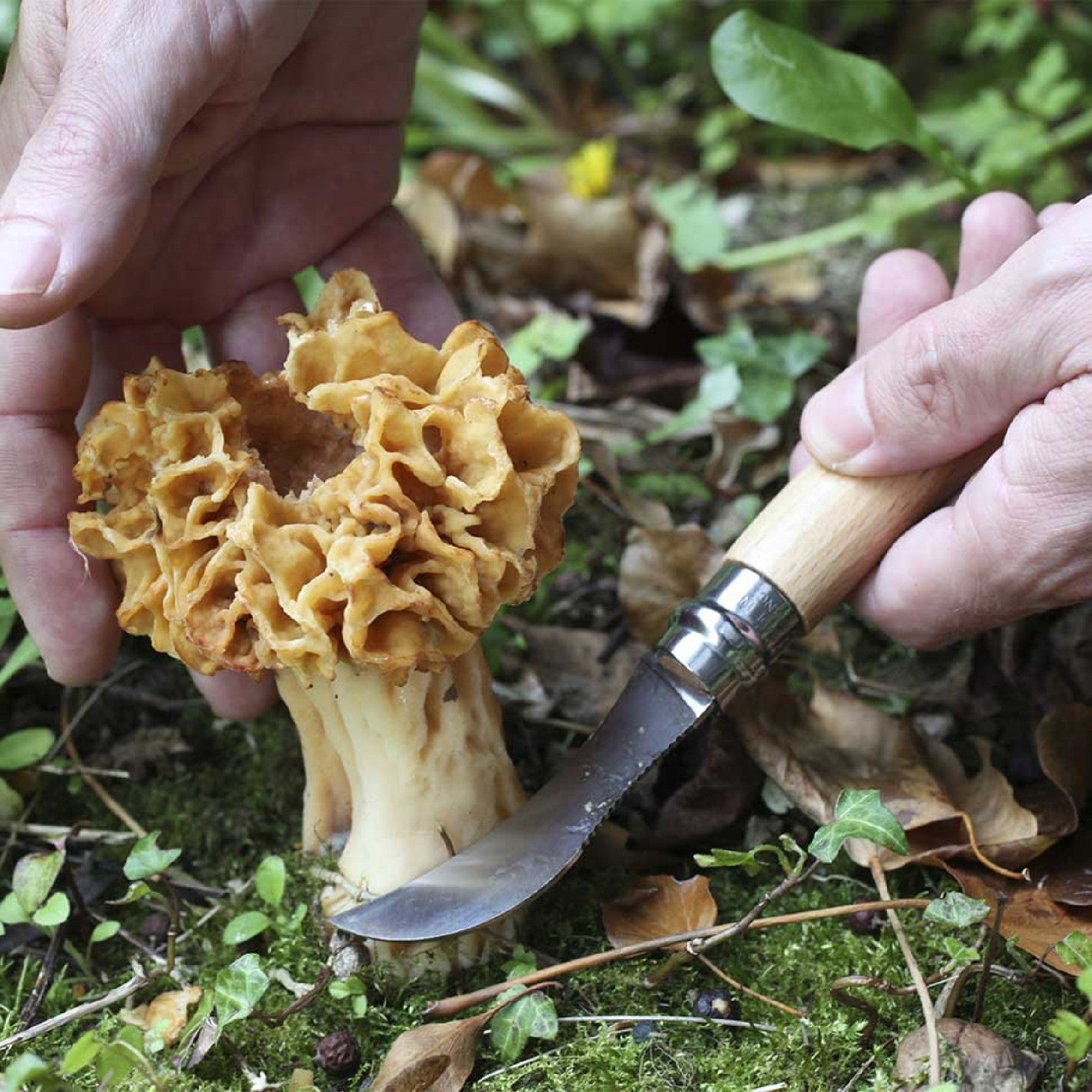 Opinel Nomad N°08 mushroom knife 8 cm, 001252