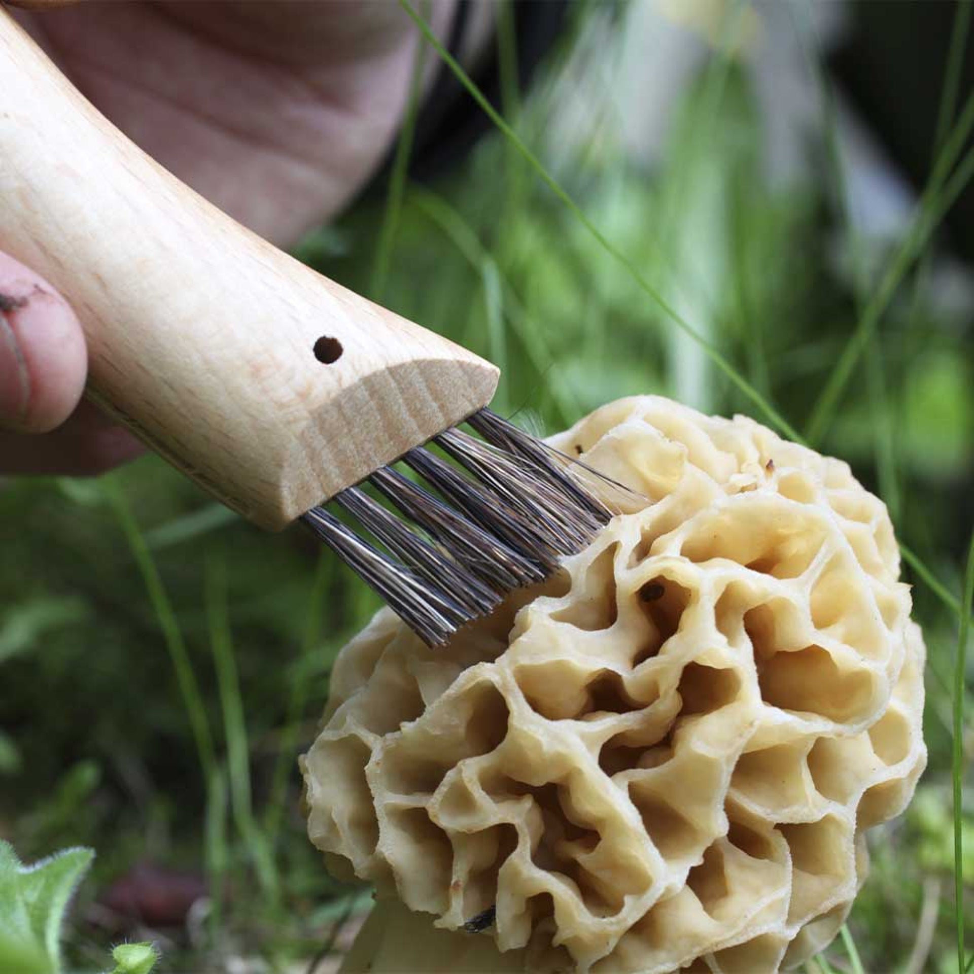 Opinel Nomad N°08 mushroom knife 8 cm, 001252