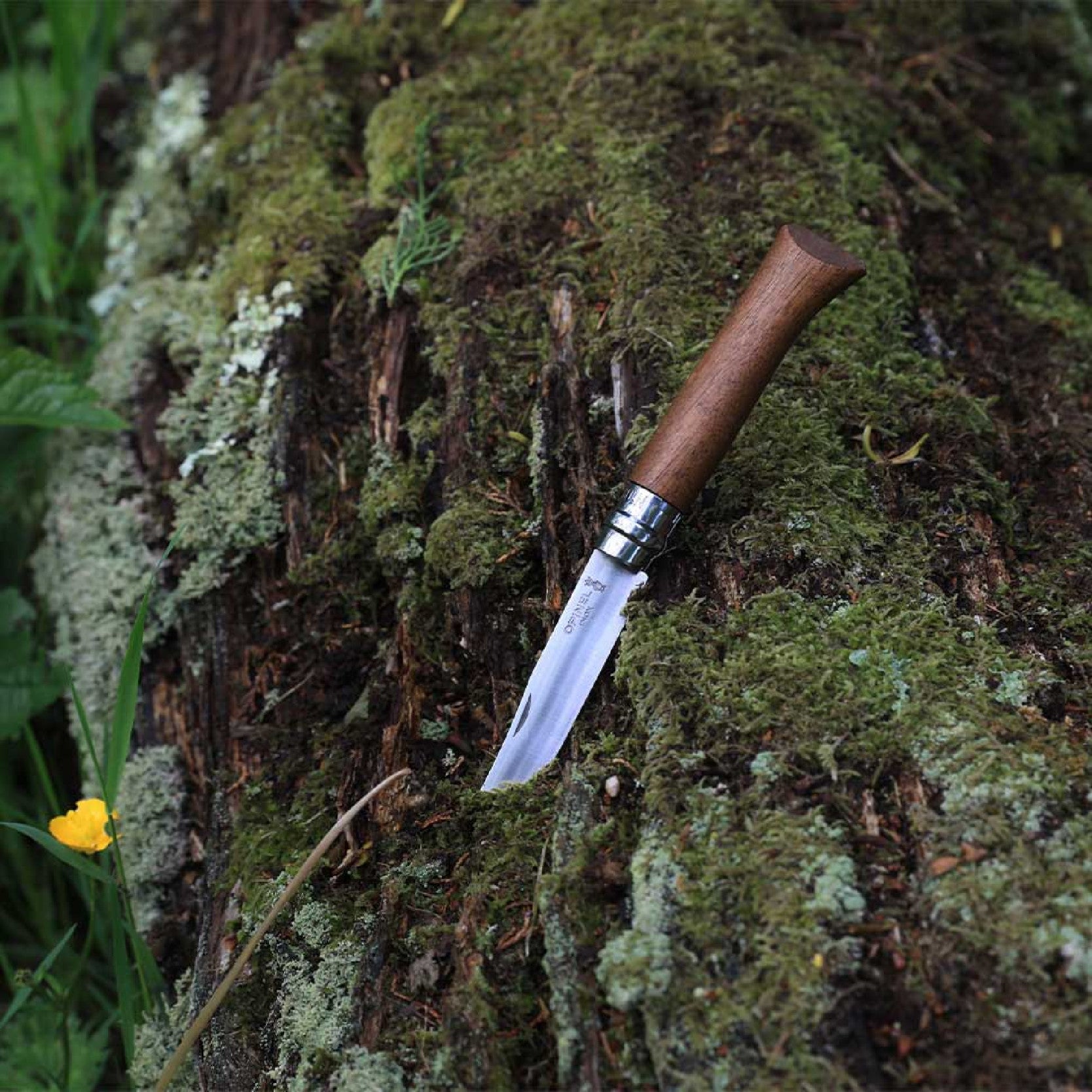 Opinel Walnut Wood N°08 folding knife 8.5 cm, 002022